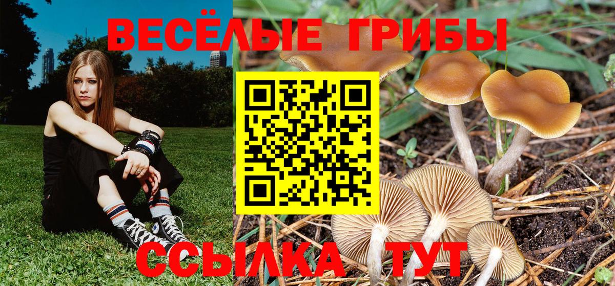 как найти   Вход с VPN  Псилоцибиновые грибы Magic Shrooms  Ржев  Псилоцибиновые грибы мицелий 